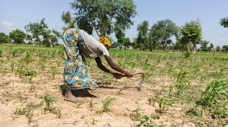 À Fada N’Gourma, les déplacés cultivent l’espoir : quand la terre devient refuge et résistance
